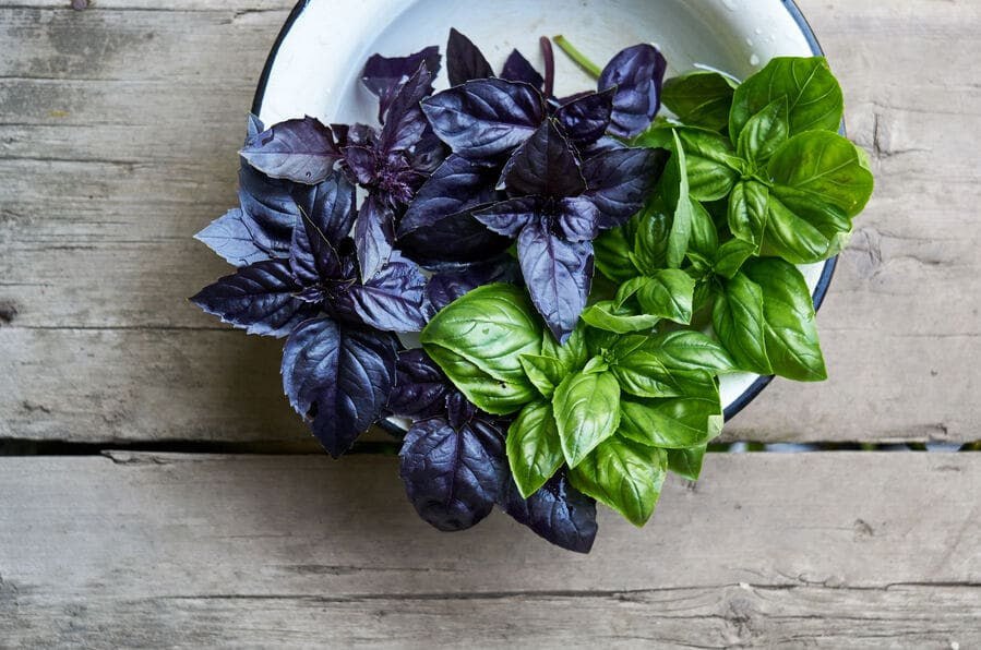 Βασιλικός: αρωματικό βότανο για μαγείρεμα